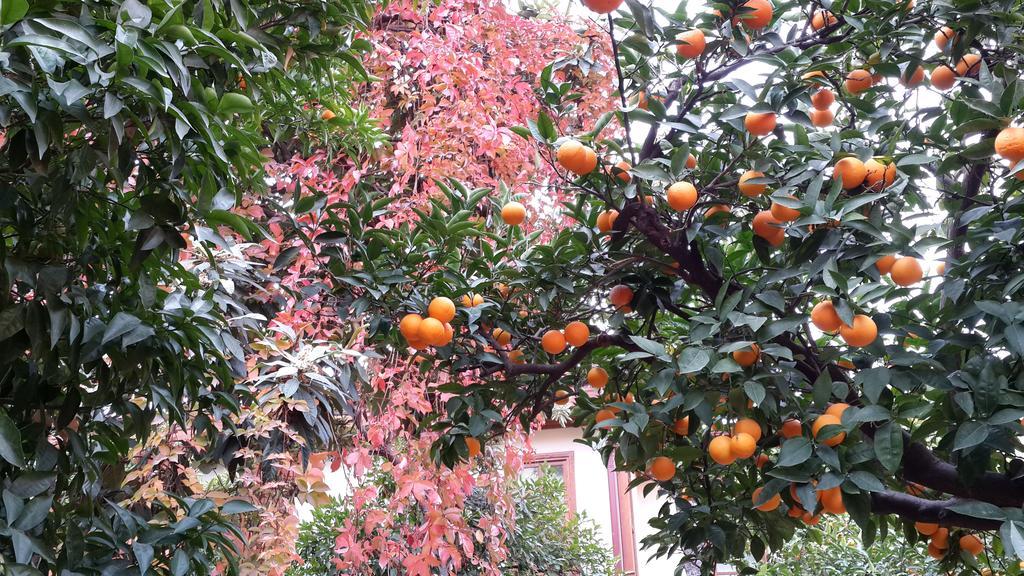 Citrus Garden Hotel أنطاليا المظهر الخارجي الصورة